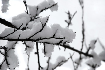 winter branches with a lot of snow