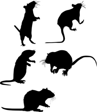 five rat silhouettes