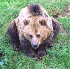 brown bear 4240