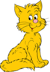 Yellow cat 