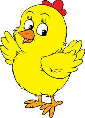 Yellow chick 