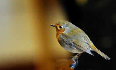 Robin Red Brest
