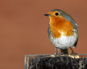 Robin