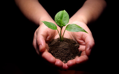 Hands holding sapling in soil