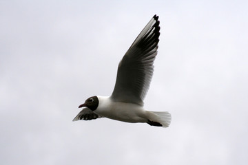 A gull in the air