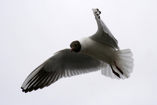A gull watching downwards