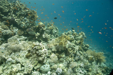 Naklejka na ściany i meble koral na Tiran