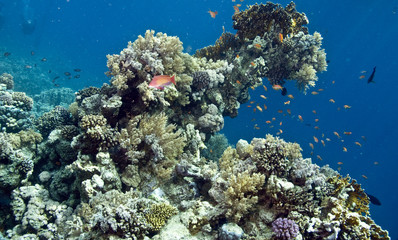 Fototapeta na wymiar koral
