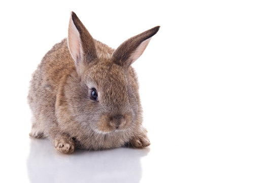 Cute bunny Isolated on white background.