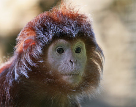 Affe