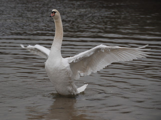 swan