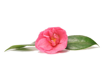 Camellia flower