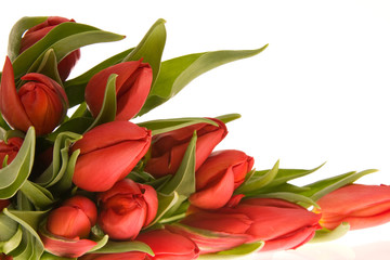 red tulips