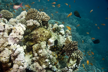 Fototapeta na wymiar stonefish na coralhead (synanceia verrucosa)