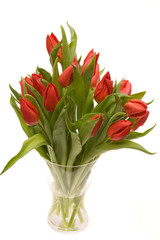 red tulips