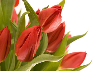 Naklejka premium red tulips