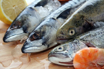 Frischer Fisch