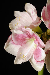 Fototapeta na wymiar Amaryllis blanc et rose 3