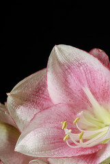 amaryllis blanc et rose 4