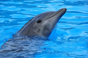 delphin