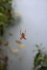 Spinne