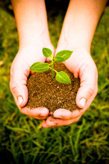 hand holding a green plant on soil