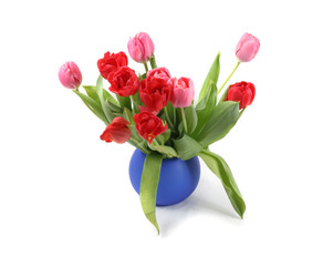 tulps over white - studio shot