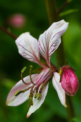 Dictamnus albus flower