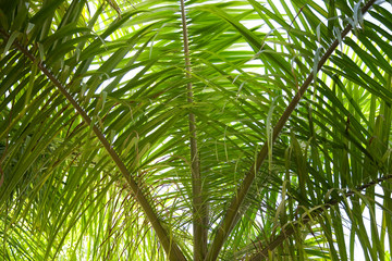 Obraz na płótnie Canvas Close up of palm tree in backlight
