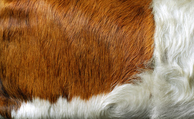 Cowhide #5 fur (red-brown) close-up