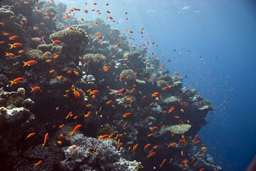 Plakat koral na Tiran