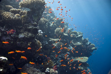 coral at Tiran
