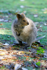 Australian Quokka