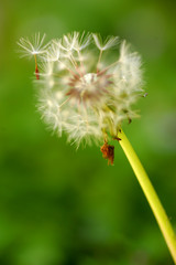 Dandelion