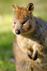 Australian Quokka