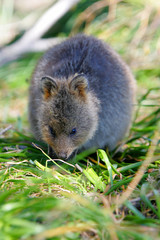 Australian Quokka
