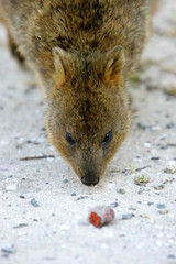 Australian Quokka