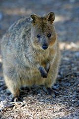 Australian Quokka