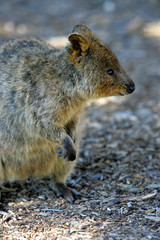 Australian Quokka