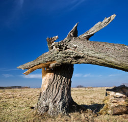 Broken tree on dry meadow. Blue sky. Spring landscape.. - 6140796