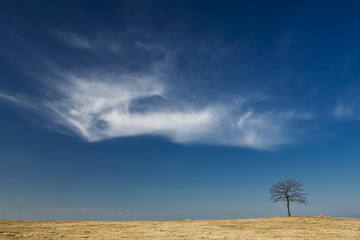 Tree on dry yellow meadow against blue sky and white clouds.