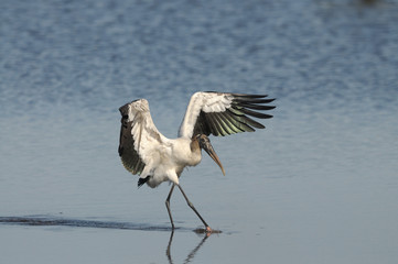 wood stork everglades