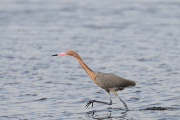 Reddish Egret Egretta rufescens