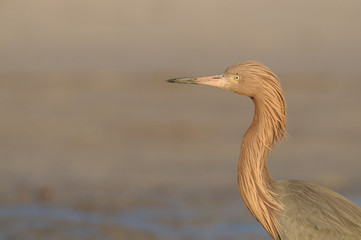 Reddish Egret Egretta rufescens
