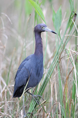 Little Blue Heron