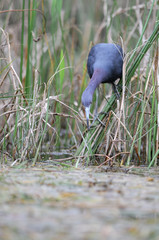 little bleu héron