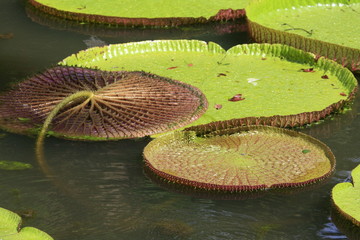 n&eacute;nuphars g&eacute;ants ile Maurice
