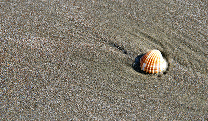                   oyster shell lying on sand