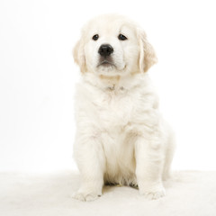 Obraz premium puppy