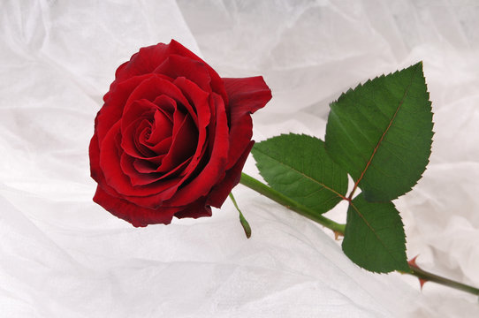 Nice red rose wrapped in white satin